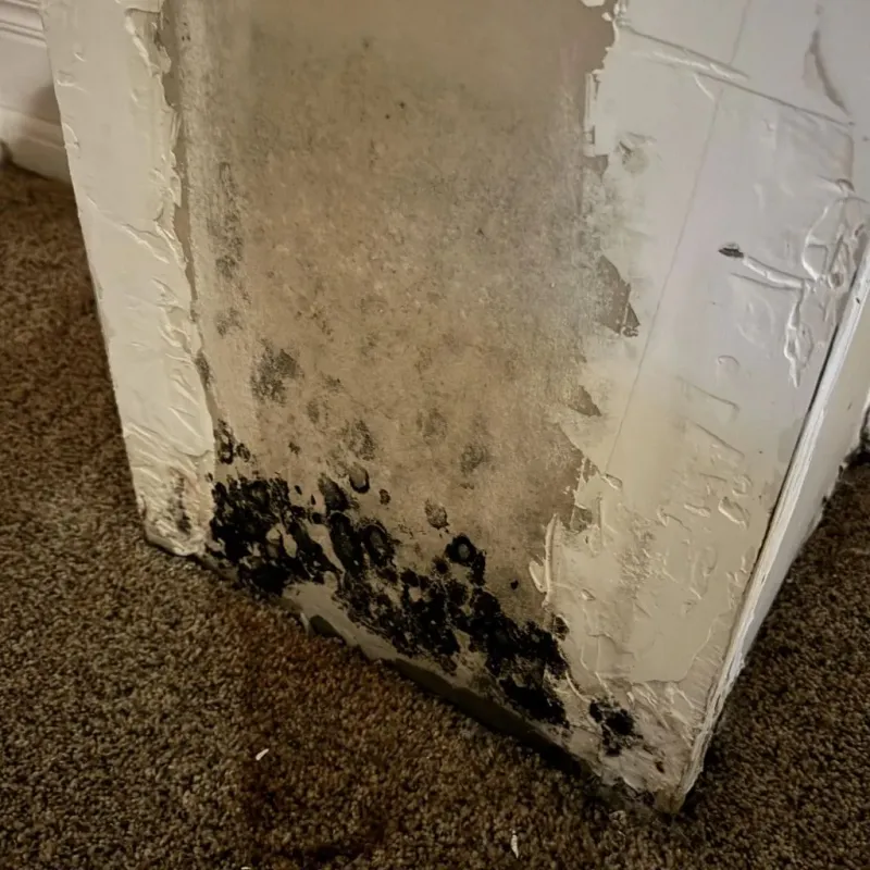 Professional Mold Removal in Las Palmas II, TX
